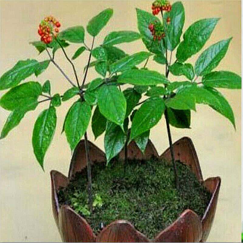 你知道哪些病不能吃西洋参吗,关于高丽参你知道多少