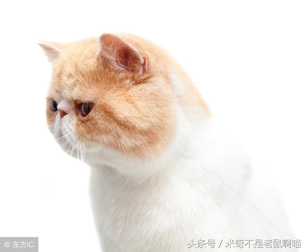 猫咪喂食冷知识图片,50个猫咪冷知识免费观看