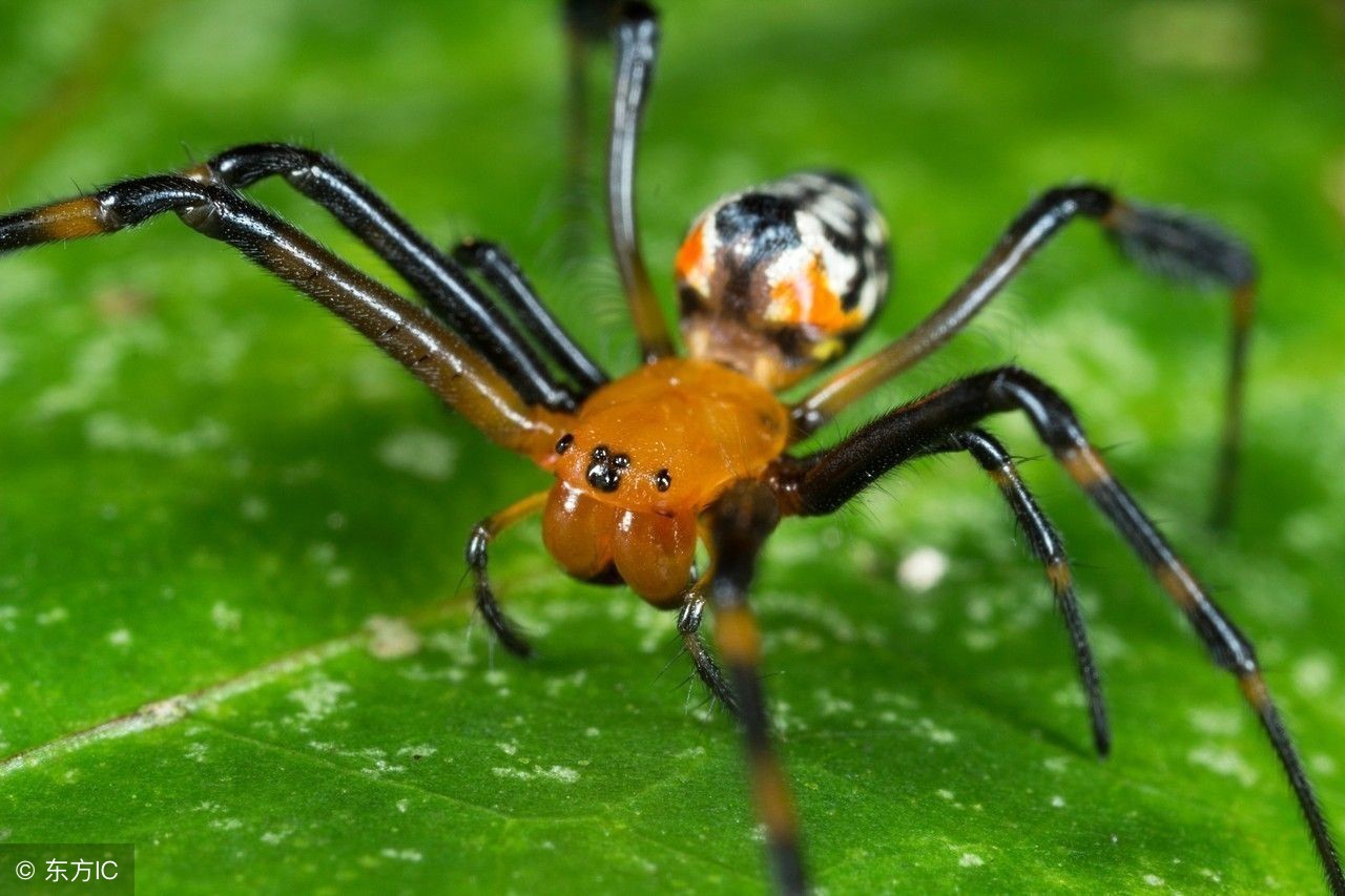 8种常见的恐惧症,四种奇怪的恐惧症