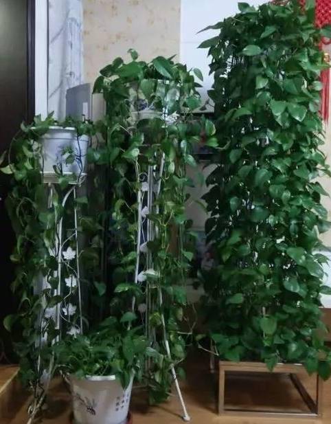 怎样养绿萝才能茂盛视频,屋内绿萝怎么养比较茂盛