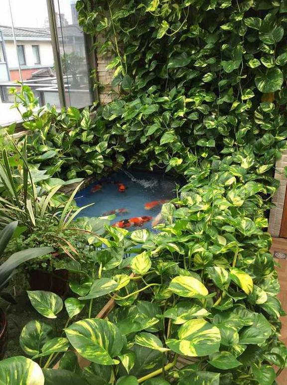 怎样养绿萝才能茂盛视频,屋内绿萝怎么养比较茂盛