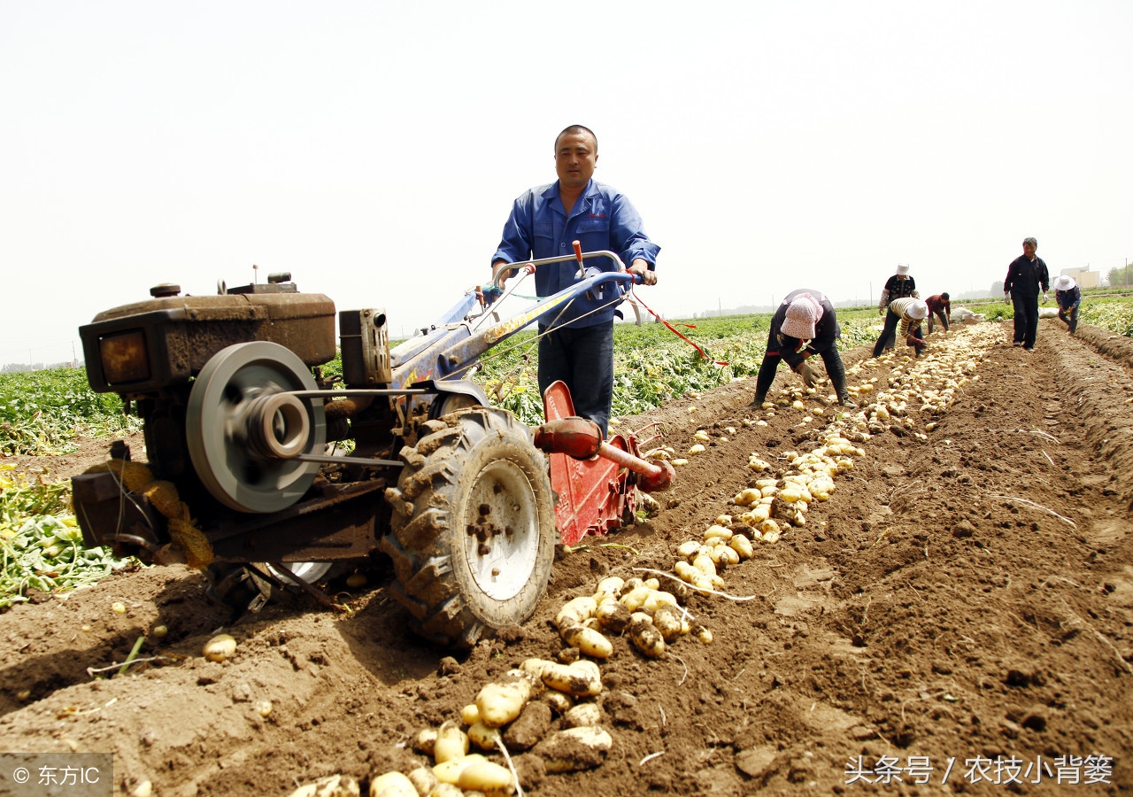 马铃薯怎么种植能够上市早、产量高？