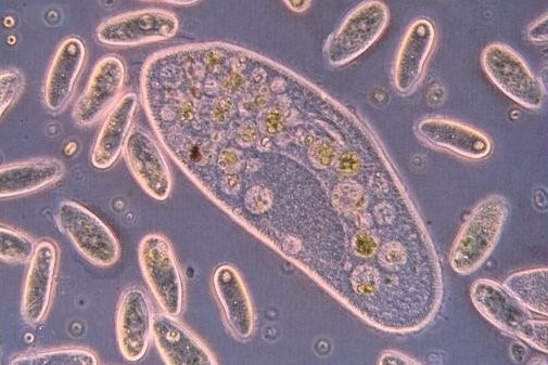 看世界杯为什么喝啤酒,边喝啤酒边看世界杯有用吗