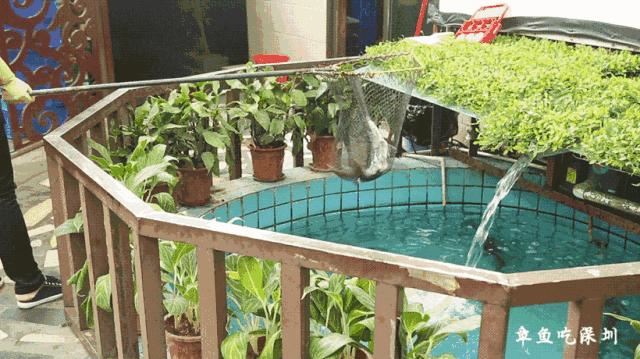 深圳福田潮汕鱼头王,深圳鱼头王湘菜馆