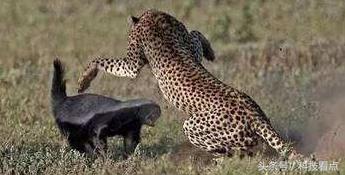 网易农业部养猪是真的吗？平头哥王兴不裁员你信吗？