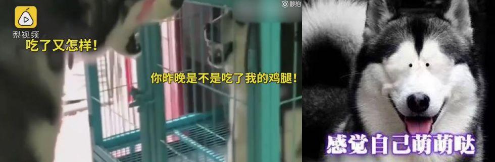 【三分钟法治新闻全知道】德国总理默克尔亲口承认有“恐俄症”？！原来这竟与她小时候自行车被偷有关……