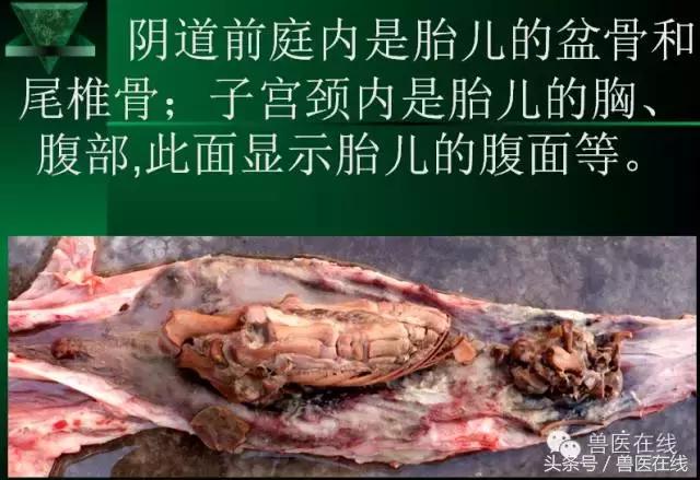 有图有真相——看猪病专家进行蓝耳病的现场诊断和详解！