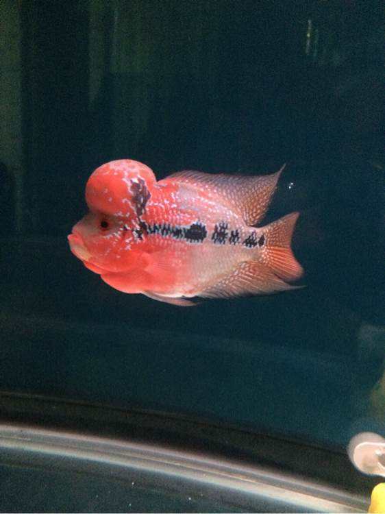 适合饲养的十大观赏鱼,最受欢迎的观赏鱼