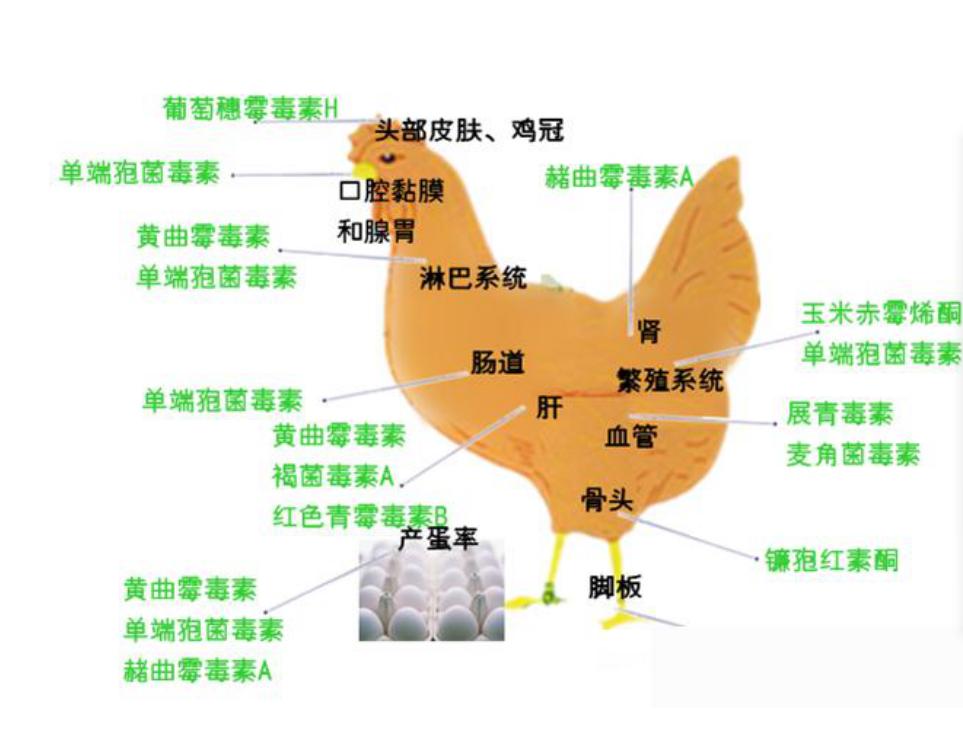 霉菌感染的危害你了解多少