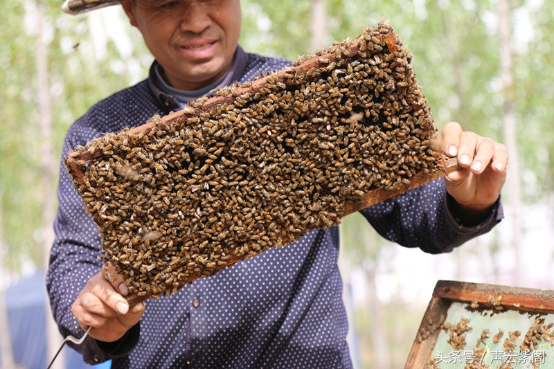 河北石家庄赵县武建波父子两代养蜂，赶花夺蜜一年难得回趟家