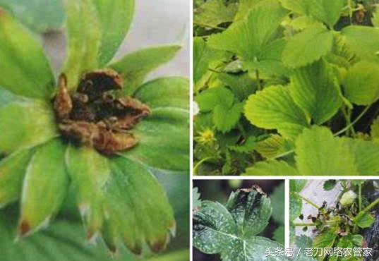 草莓叶片失绿焦枯是什么病害？该用什么办法进行补救