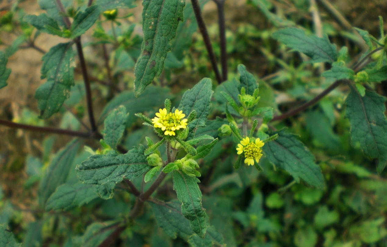 母猪后腿跛不敢落地打什么,母猪后腿不敢着地