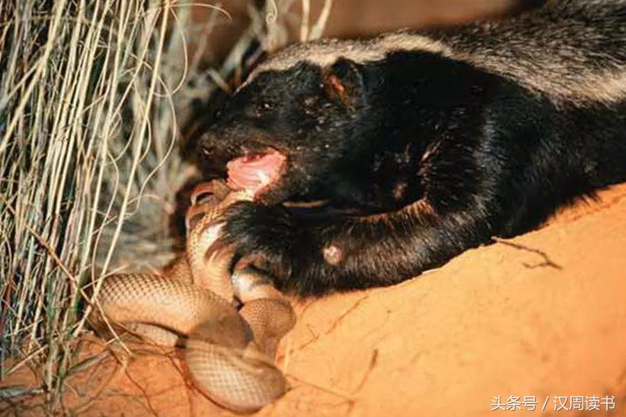 非洲平头哥张狂不是我的本性但是惹我就等于自杀