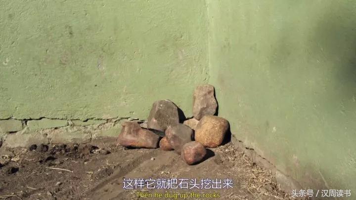 非洲平头哥张狂不是我的本性但是惹我就等于自杀