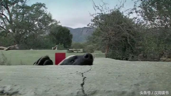 非洲平头哥张狂不是我的本性但是惹我就等于自杀