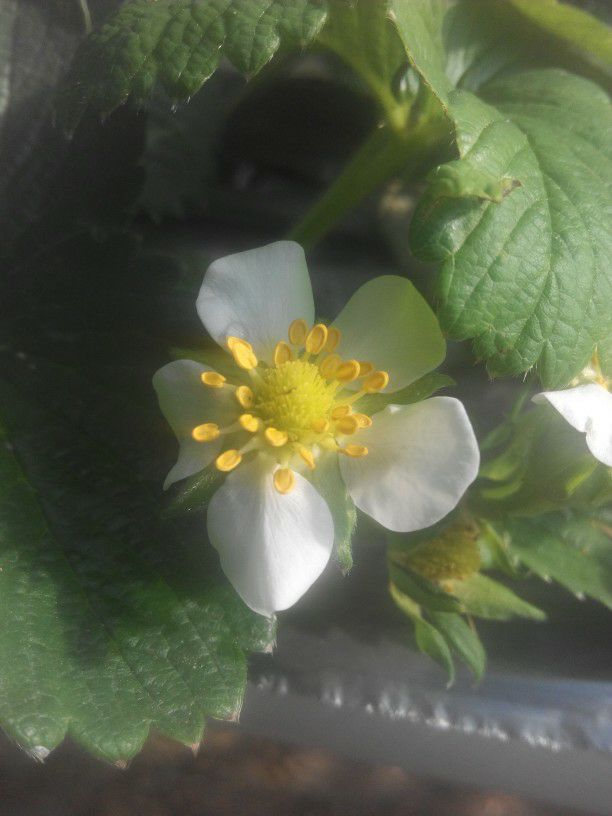 怎么看草莓蓟马病害,大棚草莓蓟马为害症状是什么