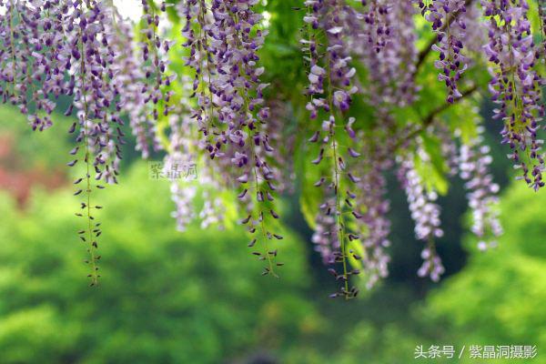 上海古藤园紫藤花是否开了,中国最大的紫藤园