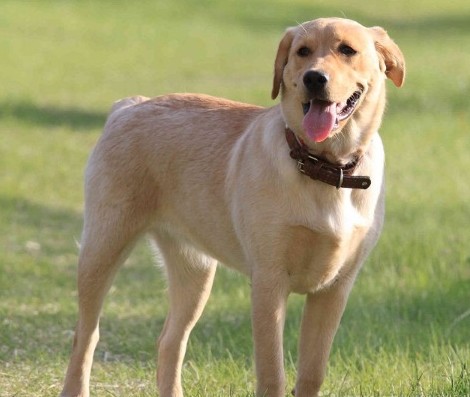 拉布拉多犬脱毛很多皮屑,拉布拉多脱毛而且有跳蚤