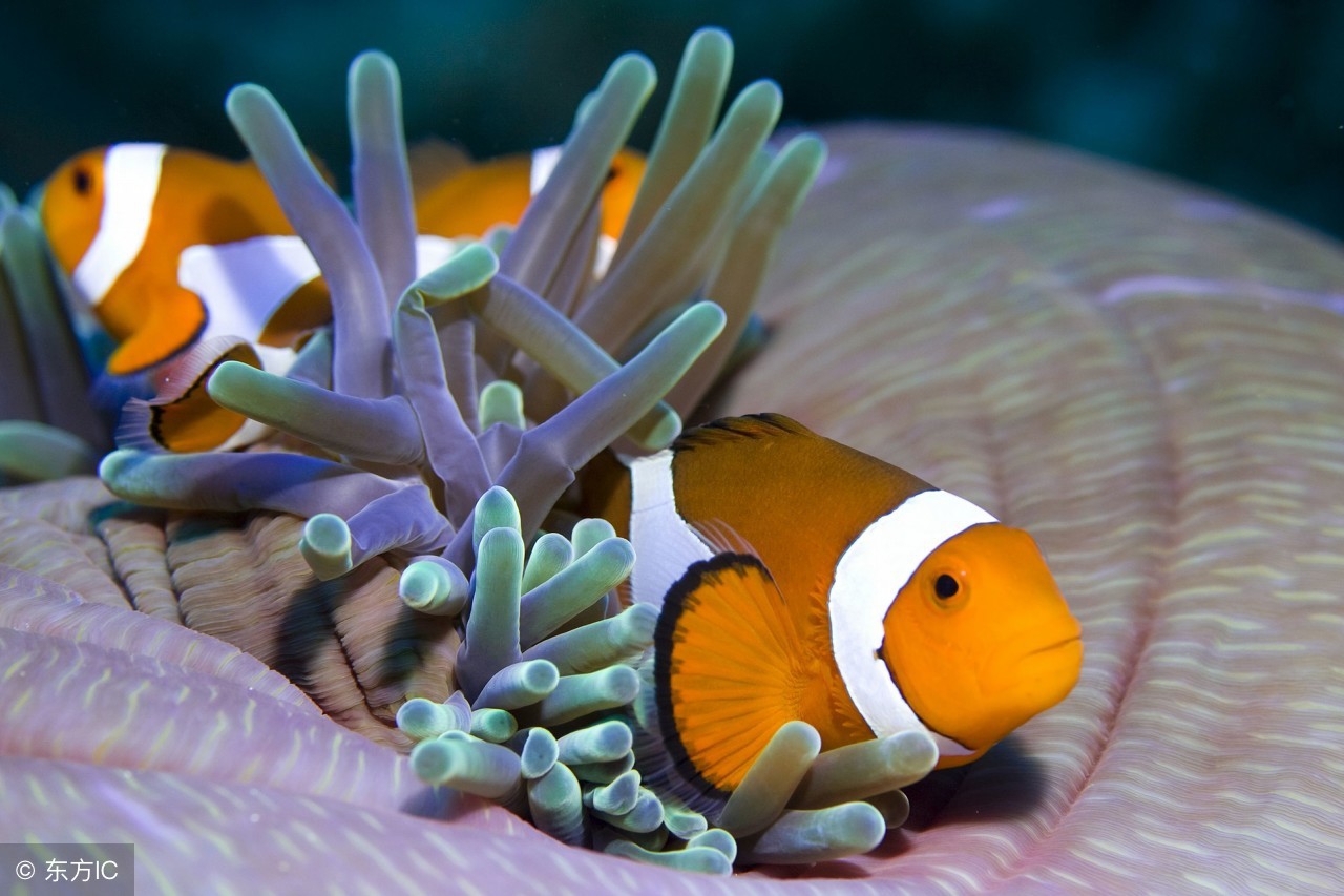 小丑蛙新手入门饲养教程,小丑鱼的饲养