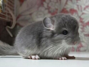 龙猫给自己的宝宝喂奶,龙猫妈妈给宝宝们喂奶