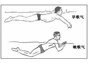 游泳爱好者必看最正确的蛙泳姿势！让你轻松学会游泳