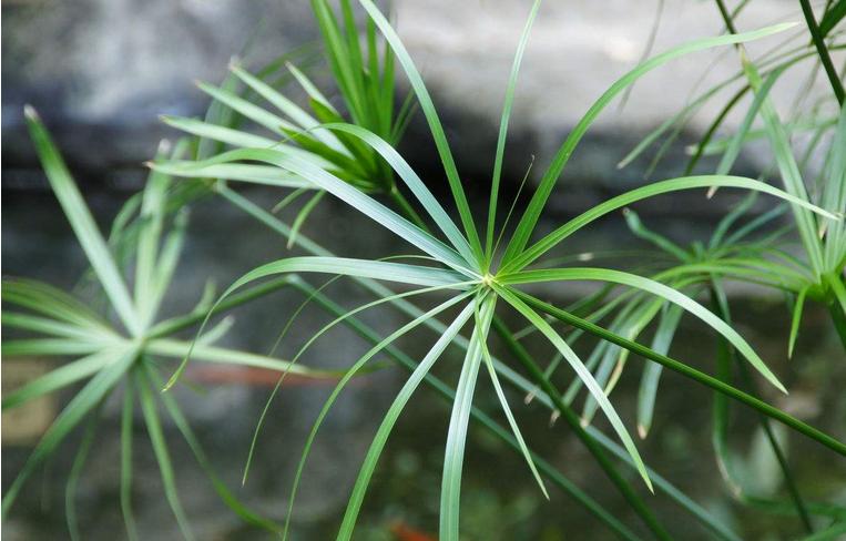 室内观赏竹,十种适合室内养竹子