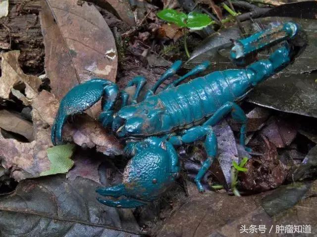 古巴抗癌新药,古巴蓝蝎肽有效果吗