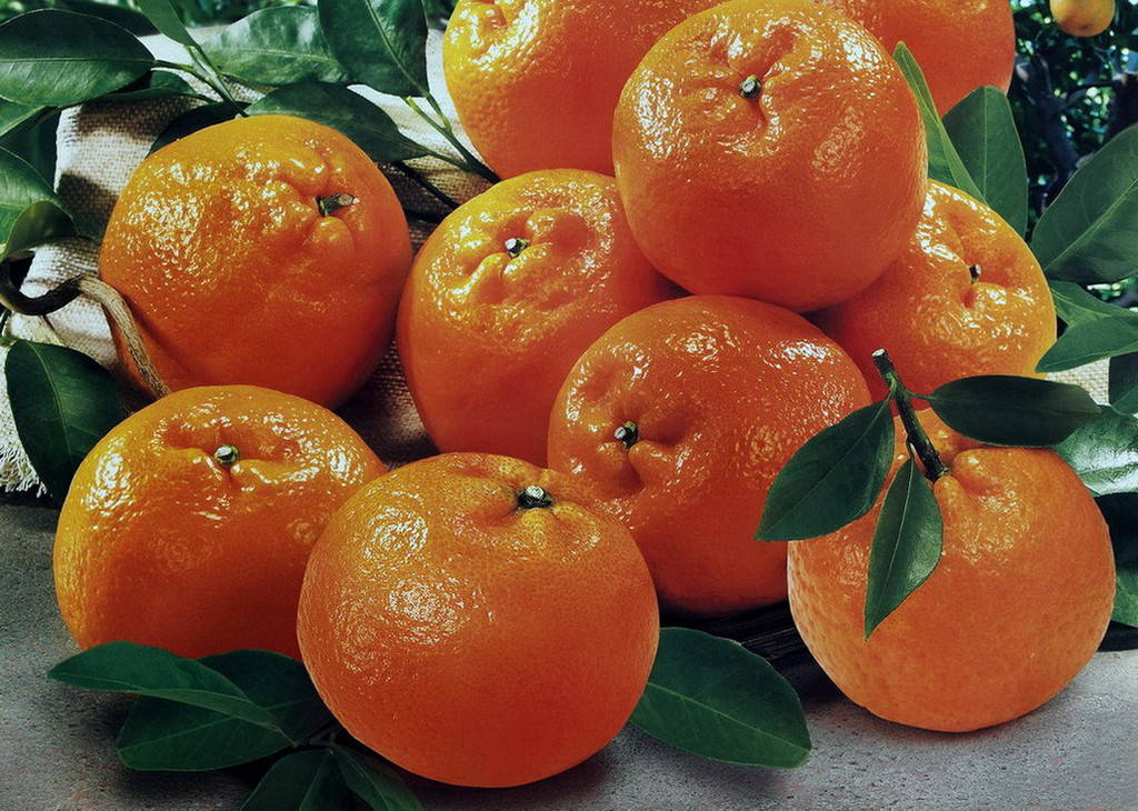 秋冬季润肺止咳的食物有哪些,春季什么水果润肺效果最好