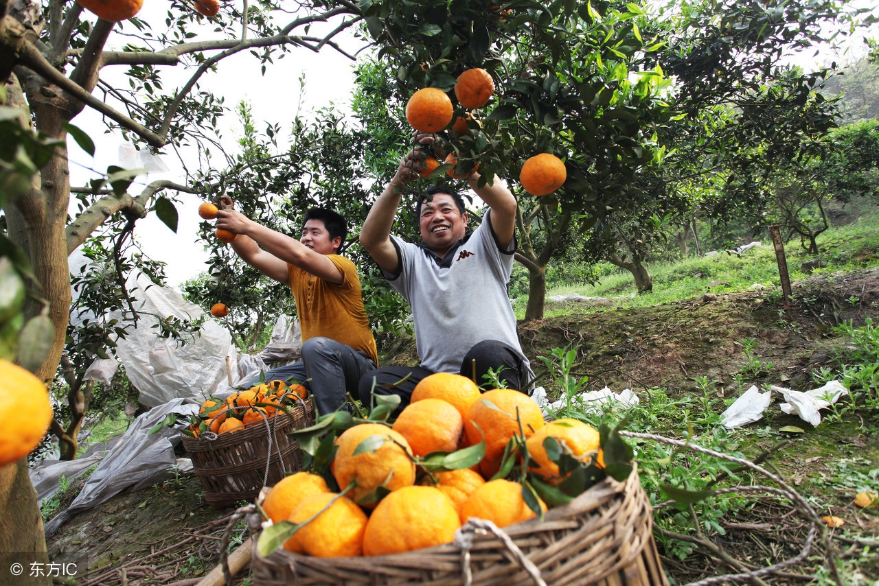 示范家庭农场申报条件,家庭农场申报条件