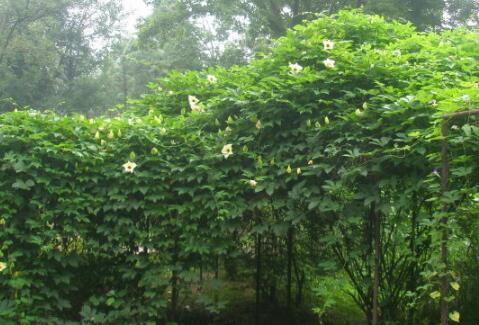 中药木鳖子多少钱一斤?有哪些功效与作用?有毒吗?