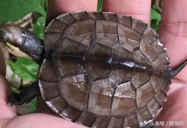 石金钱龟颜色及投资价值的关系