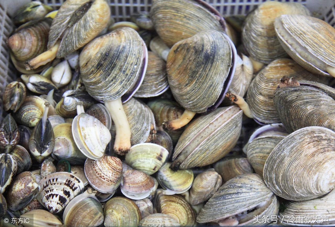 秦皇岛阿那亚海鲜攻略,秦皇岛海鲜攻略