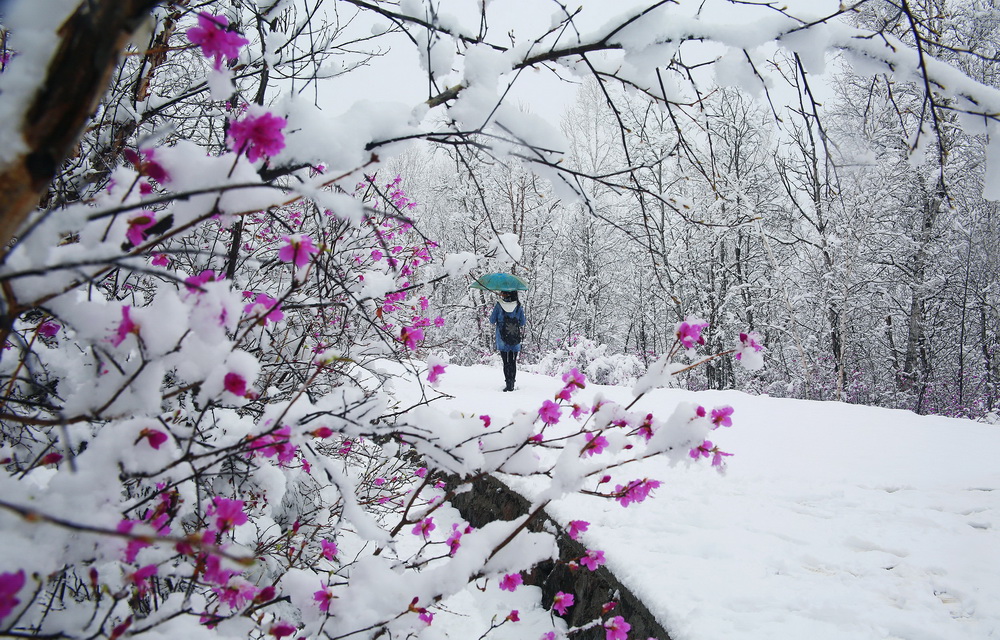 漠河杜鹃花风景图片,感受漠河白桦林的气息和美景