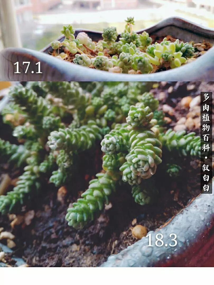 高一女生应该如何培养自己,植物补光灯养多肉心得