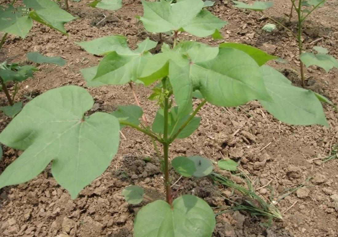 麦棉套种高产栽培技术,棉田套种哪种最好