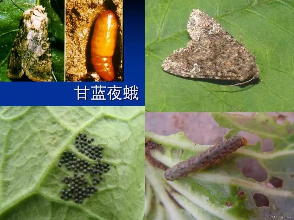 重庆室内常见害虫,储粮害虫常见图片