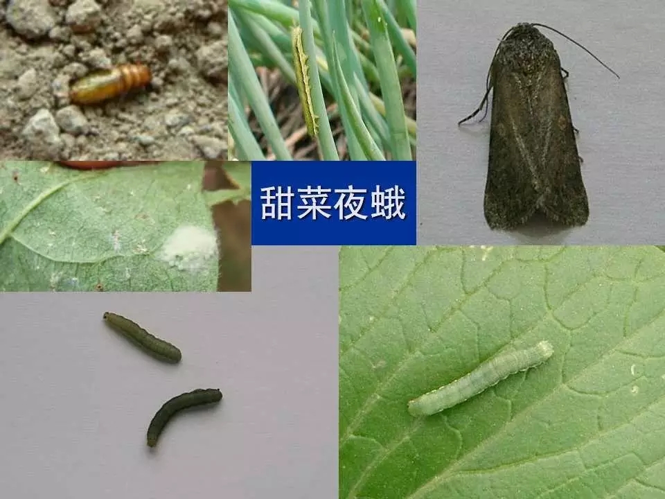 重庆室内常见害虫,储粮害虫常见图片
