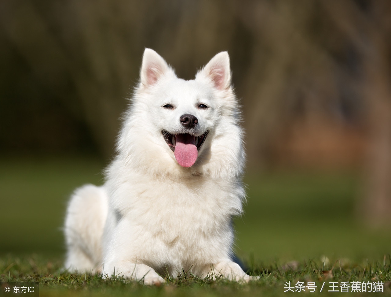萨摩耶幼犬怎么训练乱叫,萨摩耶乱叫扑人怎么办