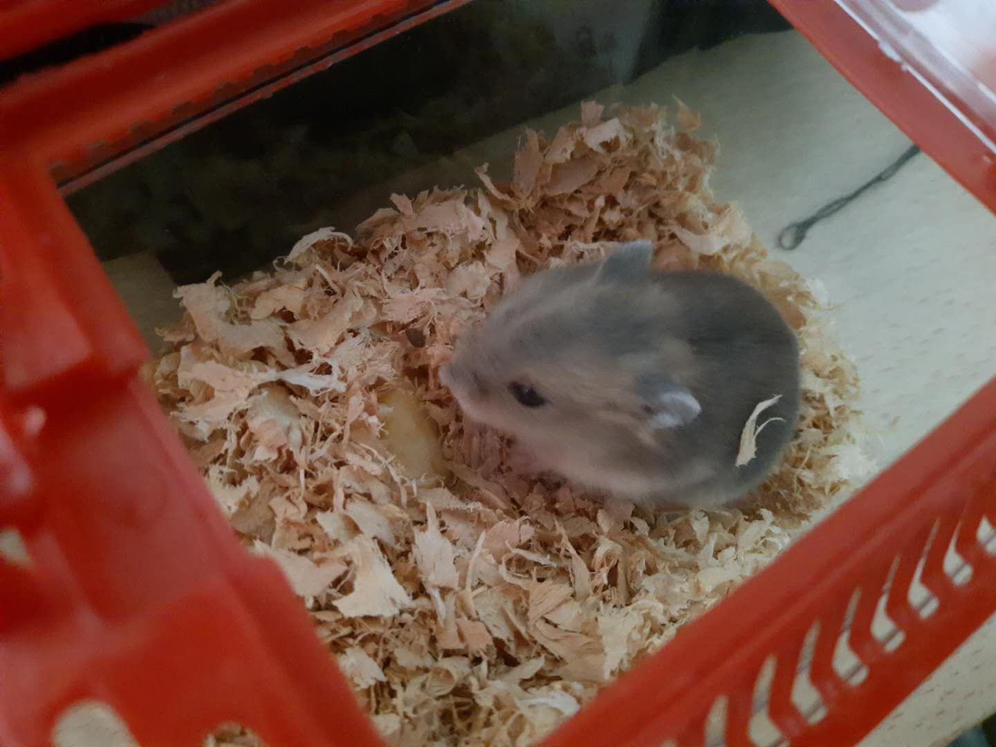 家里多新成员,毛绒绒小动物仓鼠