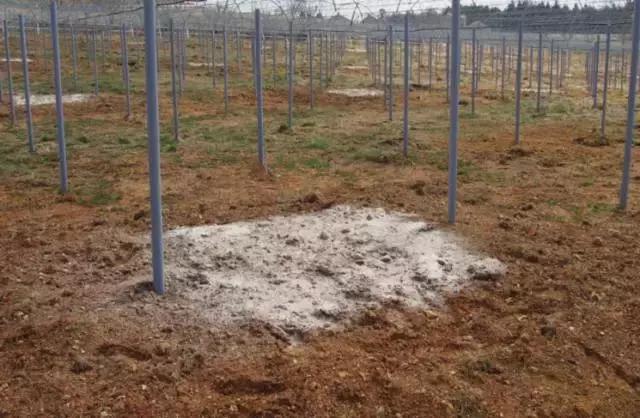 日本葡萄园种植技术,日本葡萄园的种植方法