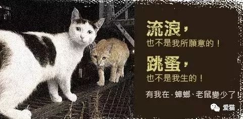 英短猫或蓝猫有没有可以领养的呀,英短猫可以领养吗
