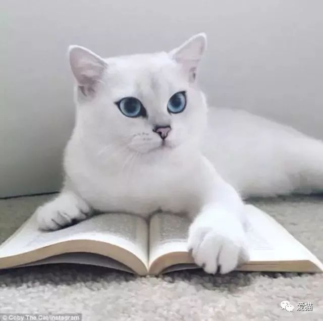 英短猫或蓝猫有没有可以领养的呀,英短猫可以领养吗