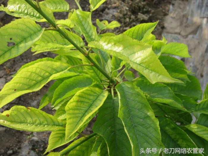 樱桃卷叶发黄是什么原因,樱桃缺素叶片的状况