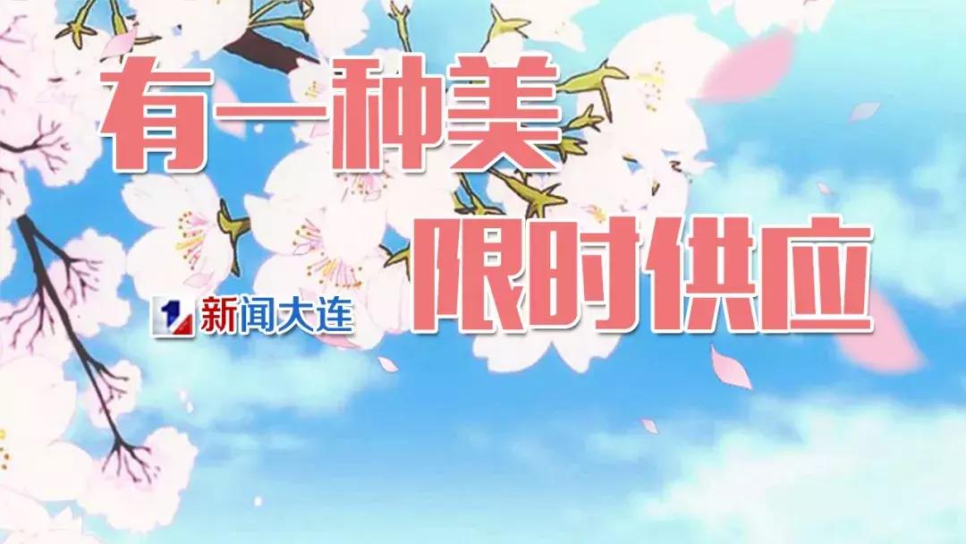 旅顺203樱花园门票多少钱,大连旅顺樱花园门票