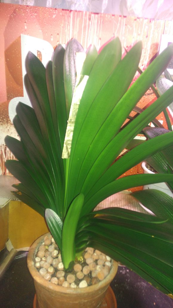 君子兰上什么东西花开茂盛,怎样能把君子兰叶片擦得绿油油