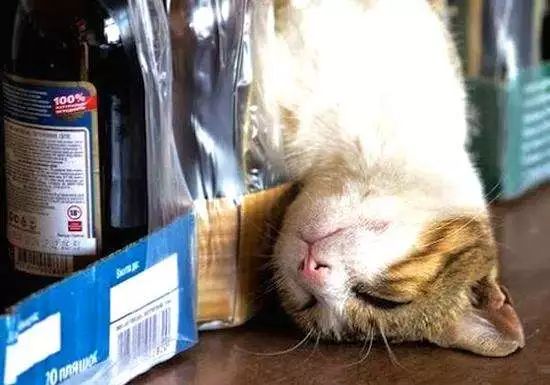 听说鸿毛药酒挺好喝？喵星人评测一下