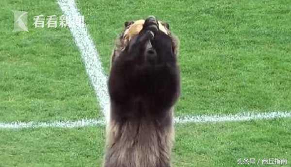 俄罗斯足球队比赛视频,俄罗斯足球队对阵日本队