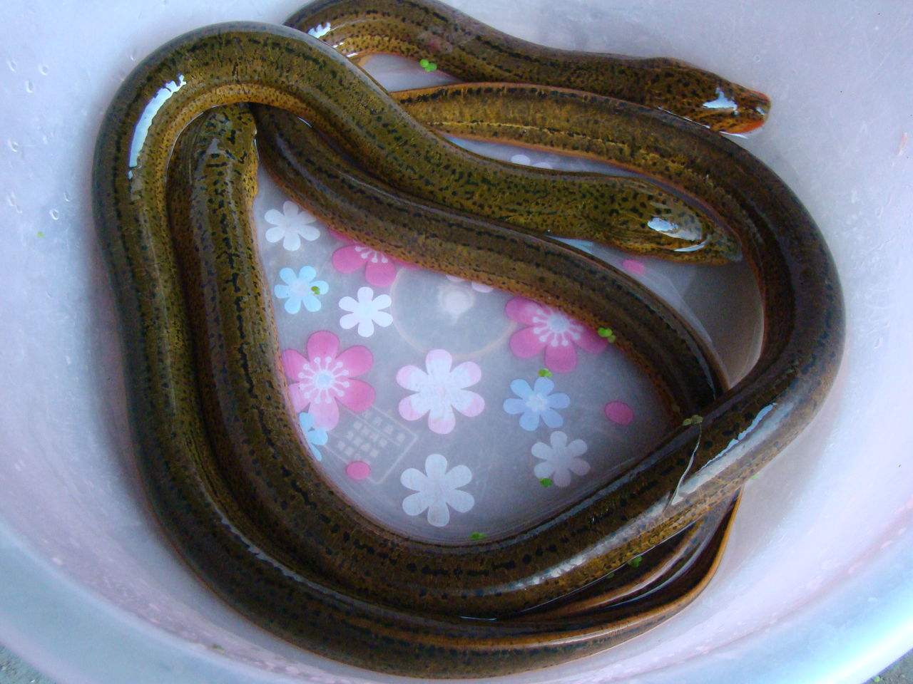 男人肾亏吃什么食物好补,男士肾亏吃什么食物好