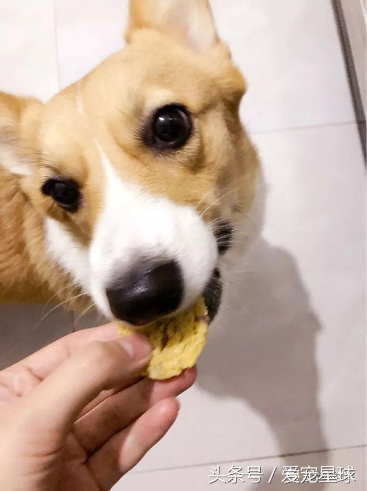 如何自制幼犬去泪痕狗粮视频教程,怎么给狗自制狗粮器