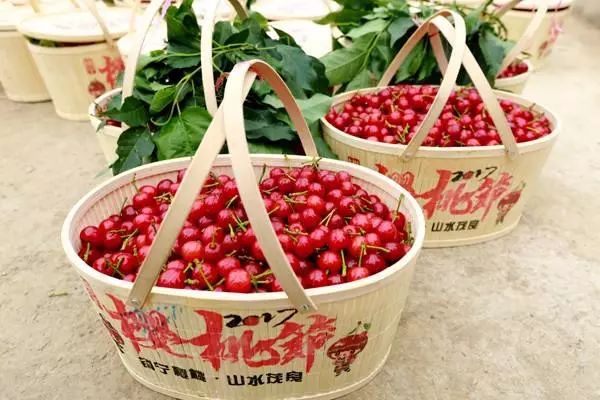 贵阳周边摘樱桃好去处,贵阳摘樱桃的地方有哪些